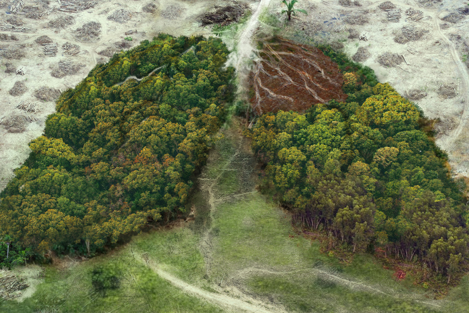 lutte contre la déforestation